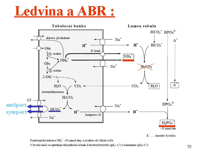 Ledvina a ABR : antiport symport 70 