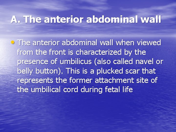 A. The anterior abdominal wall • The anterior abdominal wall when viewed from the