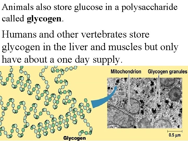 Animals also store glucose in a polysaccharide called glycogen. Humans and other vertebrates store