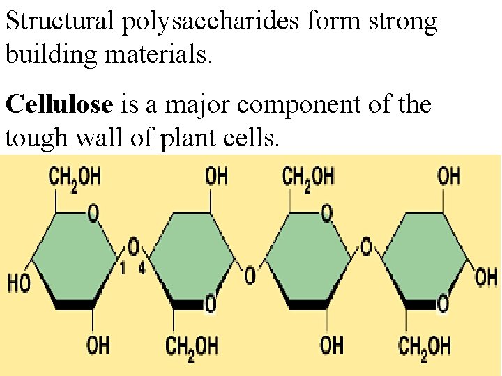Structural polysaccharides form strong building materials. Cellulose is a major component of the tough