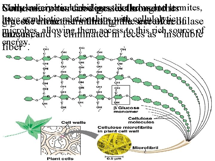 Many eukaryotic like cows and termites, Cellulose Some microbes in ourherbivores, can fooddigest passes