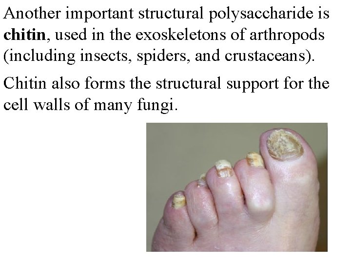 Another important structural polysaccharide is chitin, used in the exoskeletons of arthropods (including insects,