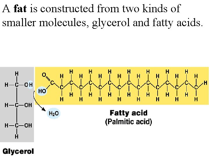 A fat is constructed from two kinds of smaller molecules, glycerol and fatty acids.