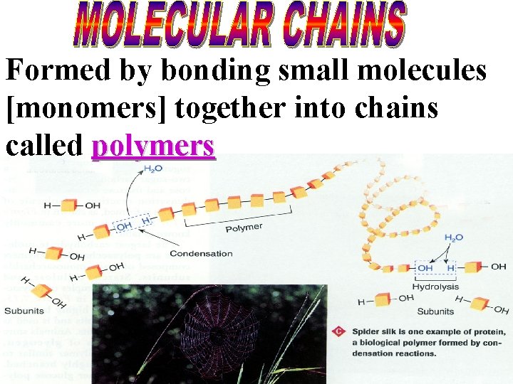 Formed by bonding small molecules [monomers] together into chains called polymers 