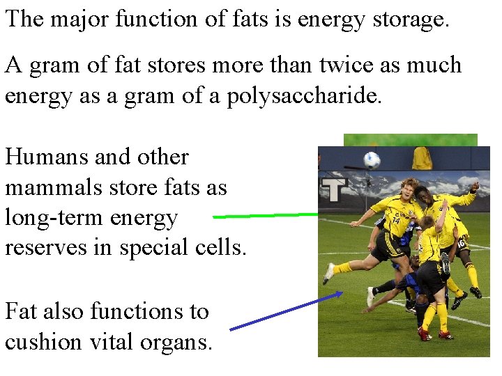 The major function of fats is energy storage. A gram of fat stores more