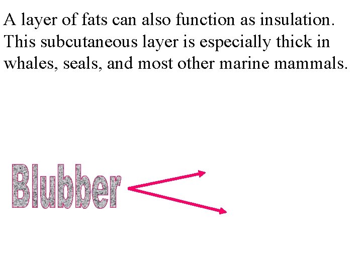 A layer of fats can also function as insulation. This subcutaneous layer is especially