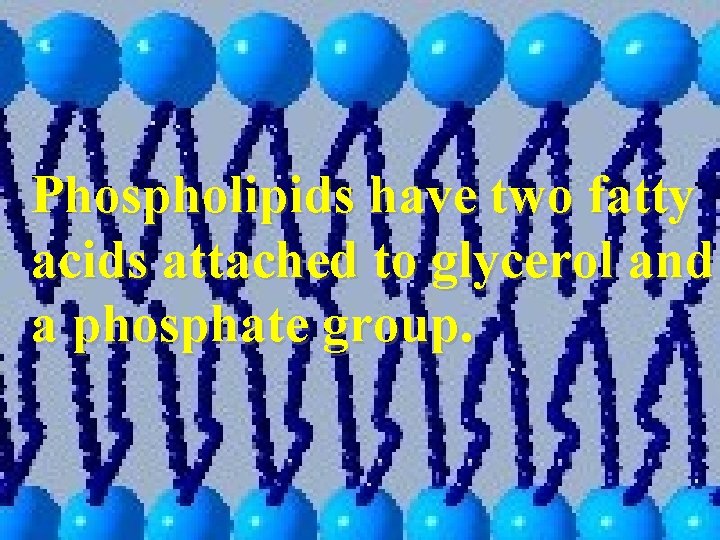 Phospholipids have two fatty acids attached to glycerol and a phosphate group. 