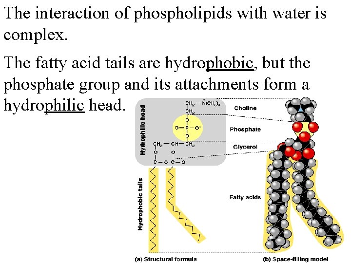 The interaction of phospholipids with water is complex. The fatty acid tails are hydrophobic,
