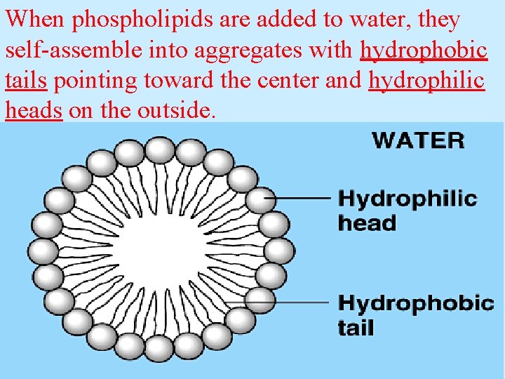 When phospholipids are added to water, they self-assemble into aggregates with hydrophobic tails pointing