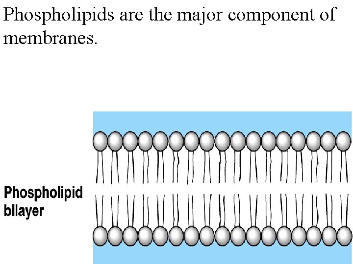 Phospholipids are the major component of membranes. 