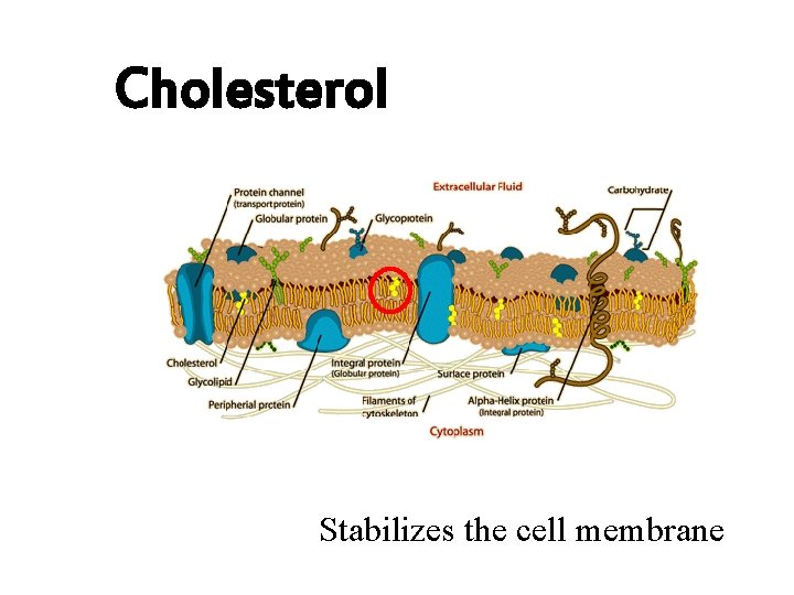 Cholesterol Stabilizes the cell membrane 