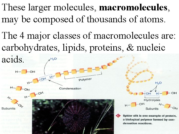 These larger molecules, macromolecules, may be composed of thousands of atoms. The 4 major