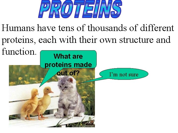 Humans have tens of thousands of different proteins, each with their own structure and