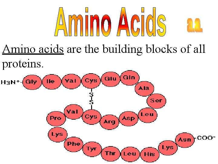 Amino acids are the building blocks of all proteins. 