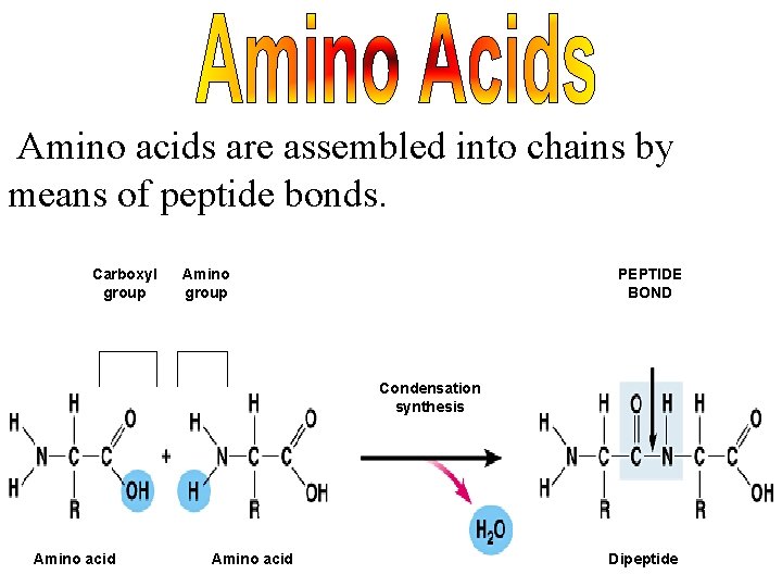 Amino acids are assembled into chains by means of peptide bonds. Carboxyl group Amino