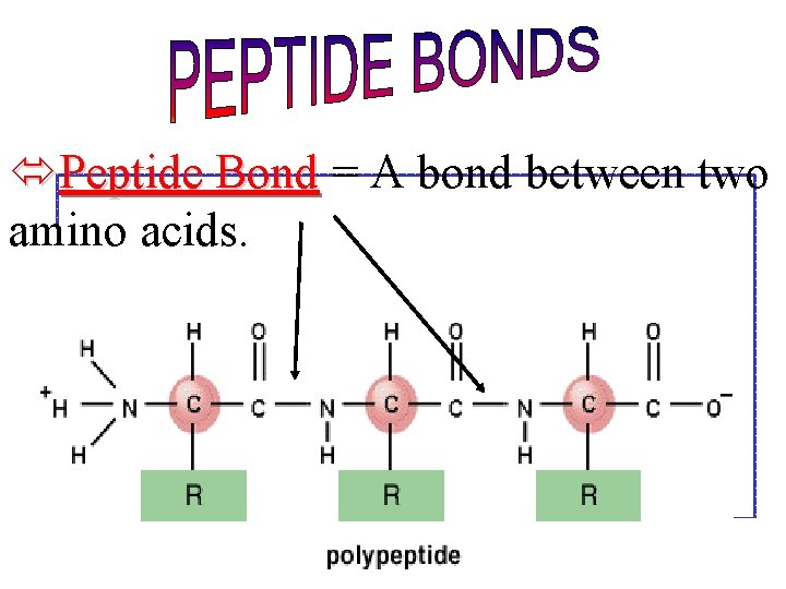 óPeptide Bond = A bond between two amino acids. 