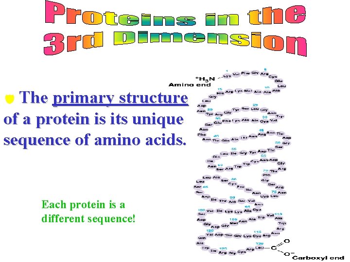 d The primary structure of a protein is its unique sequence of amino acids.
