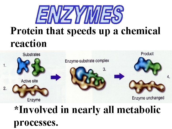 Protein that speeds up a chemical reaction *Involved in nearly all metabolic processes. 