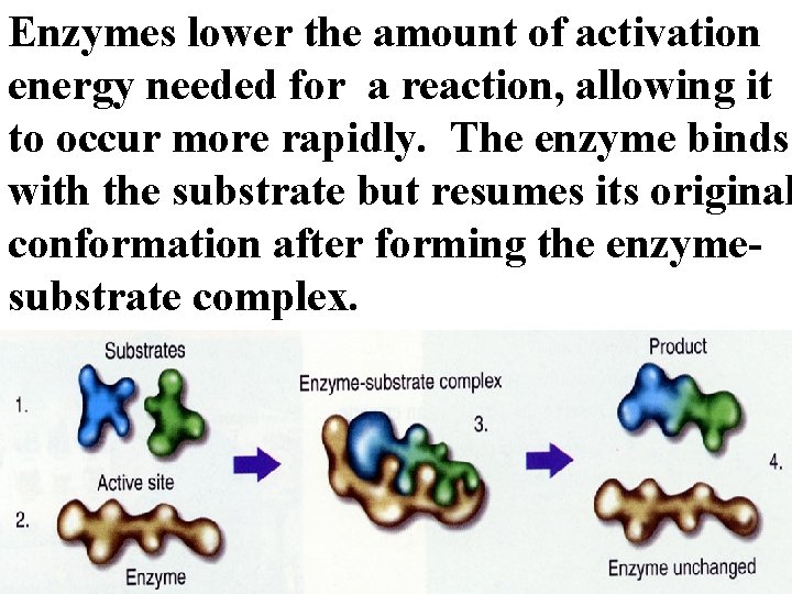 Enzymes lower the amount of activation energy needed for a reaction, allowing it to