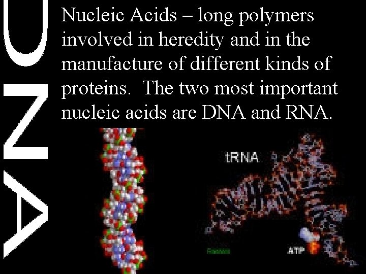Nucleic Acids – long polymers involved in heredity and in the manufacture of different