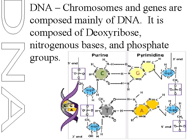 DNA – Chromosomes and genes are composed mainly of DNA. It is composed of