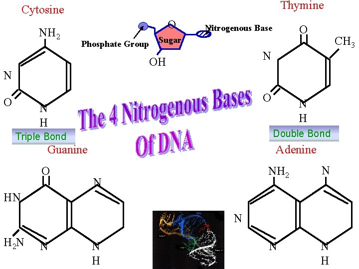 Thymine Cytosine NH 2 O Phosphate Group Sugar O O N H Double Bond
