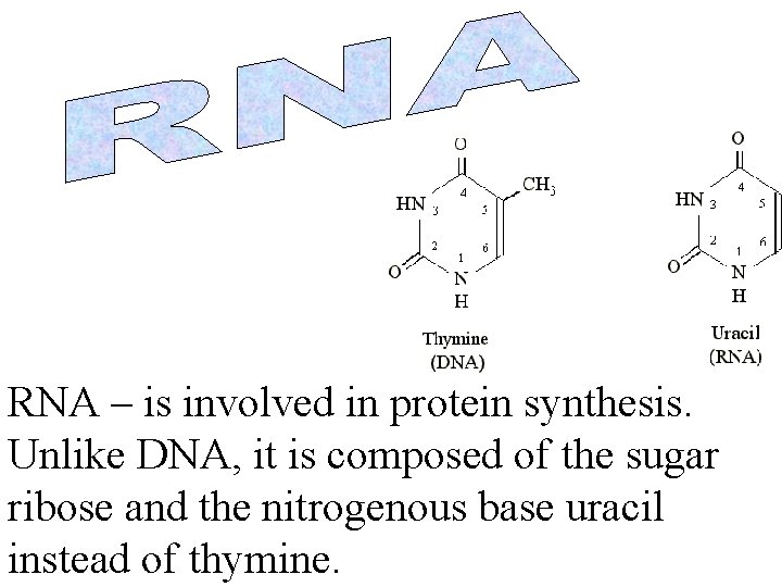 RNA – is involved in protein synthesis. Unlike DNA, it is composed of the