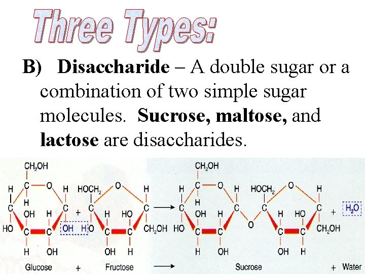 B) Disaccharide – A double sugar or a combination of two simple sugar molecules.