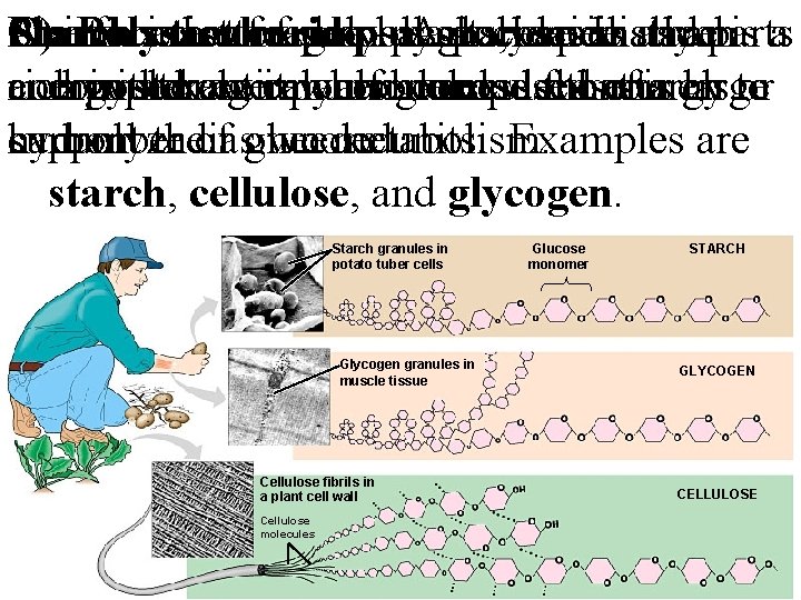 Animals C) One Starch Plants Polysaccharide function can isthat astore storage feed of surplus