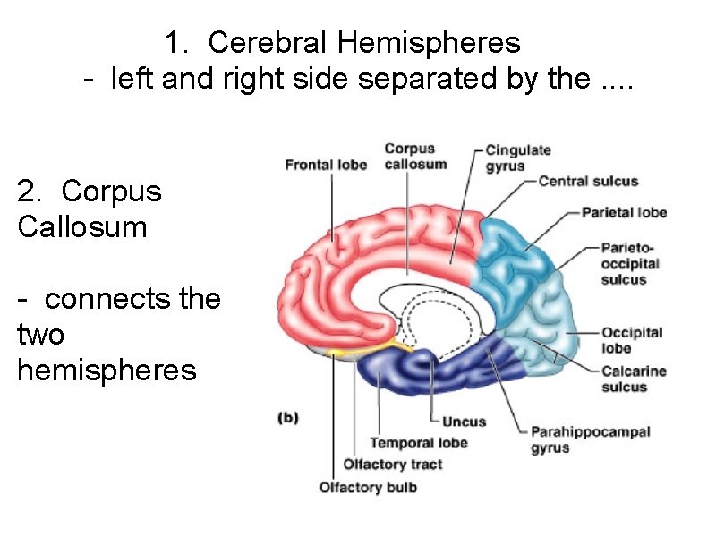 1. Cerebral Hemispheres - left and right side separated by the. . 2. Corpus