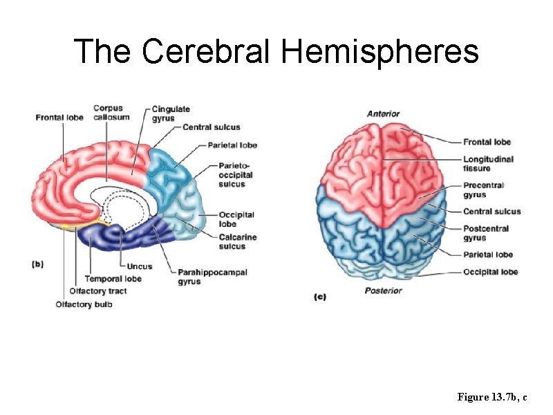 The Cerebral Hemispheres Figure 13. 7 b, c 