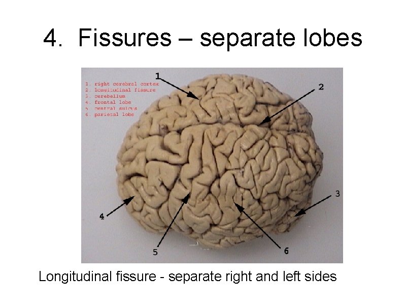 4. Fissures – separate lobes Longitudinal fissure - separate right and left sides 