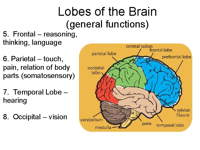 Lobes of the Brain (general functions) 5. Frontal – reasoning, thinking, language 6. Parietal