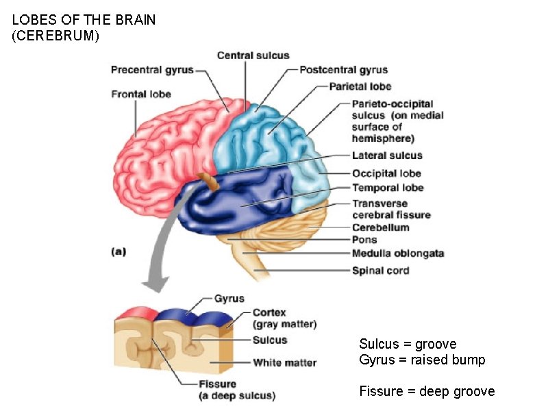 LOBES OF THE BRAIN (CEREBRUM) Figure 13. 7 a Sulcus = groove Gyrus =