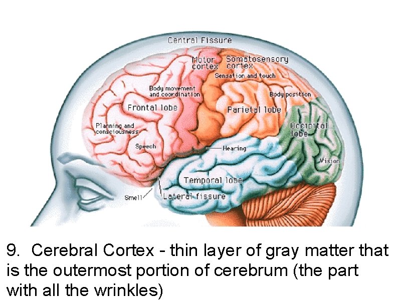 9. Cerebral Cortex - thin layer of gray matter that is the outermost portion