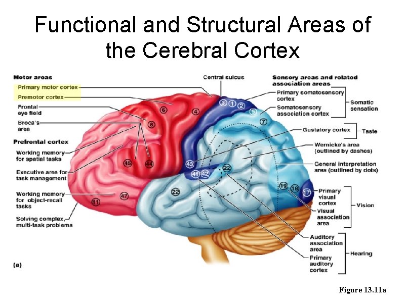 Functional and Structural Areas of the Cerebral Cortex Figure 13. 11 a 