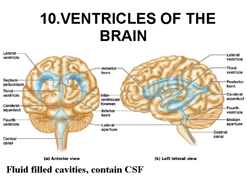  10. VENTRICLES OF THE BRAIN Fluid filled cavities, contain CSF 
