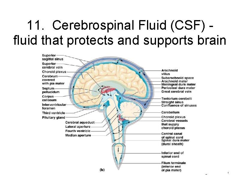 11. Cerebrospinal Fluid (CSF) - fluid that protects and supports brain Figure 13. 27