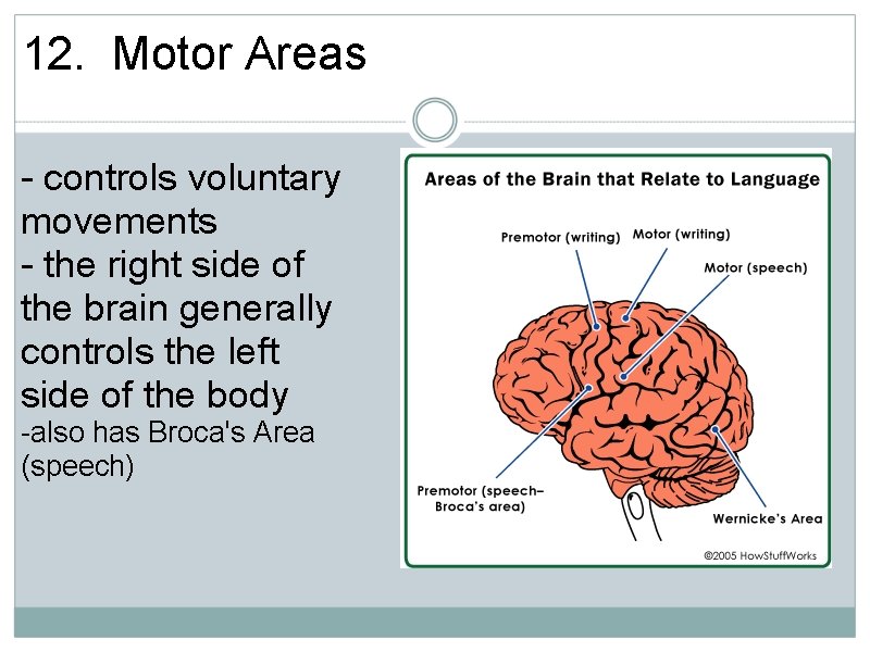12. Motor Areas - controls voluntary movements - the right side of the brain