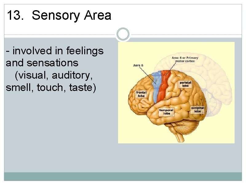 13. Sensory Area - involved in feelings and sensations (visual, auditory, smell, touch, taste)
