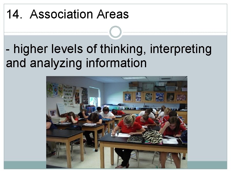 14. Association Areas - higher levels of thinking, interpreting and analyzing information 