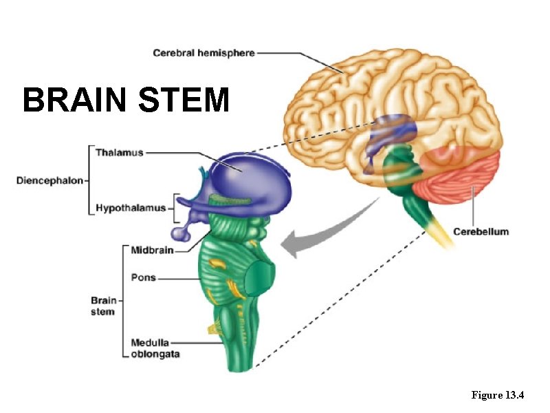 BRAIN STEM Figure 13. 4 