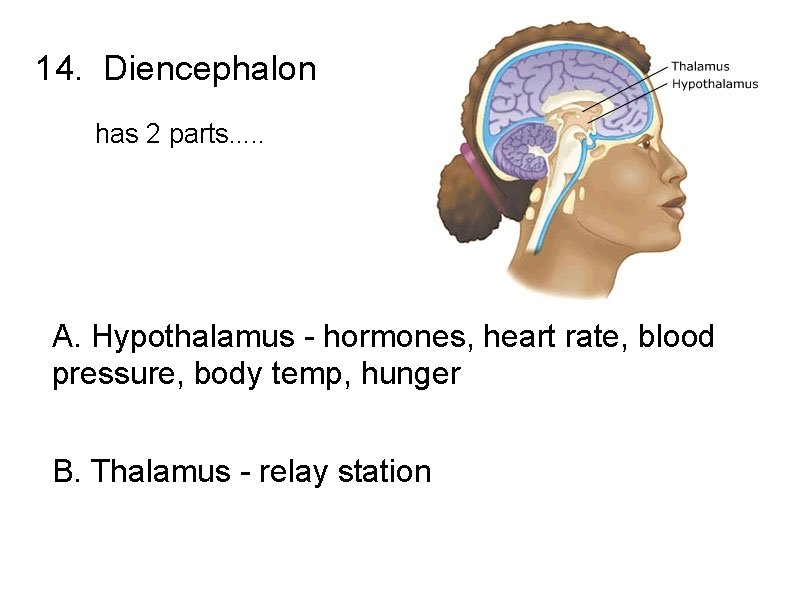 14. Diencephalon has 2 parts. . . A. Hypothalamus - hormones, heart rate, blood