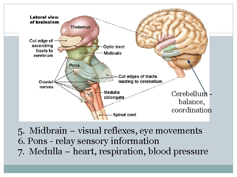 Cerebellum - balance, coordination 5. Midbrain – visual reflexes, eye movements 6. Pons -