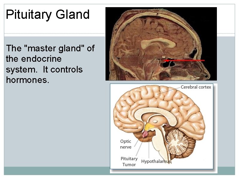Pituitary Gland The "master gland" of the endocrine system. It controls hormones. 