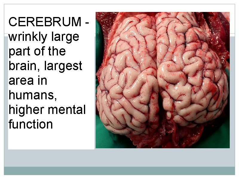 CEREBRUM - wrinkly large part of the brain, largest area in humans, higher mental