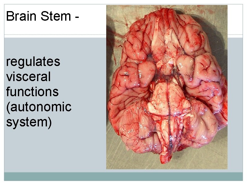 Brain Stem - regulates visceral functions (autonomic system) 