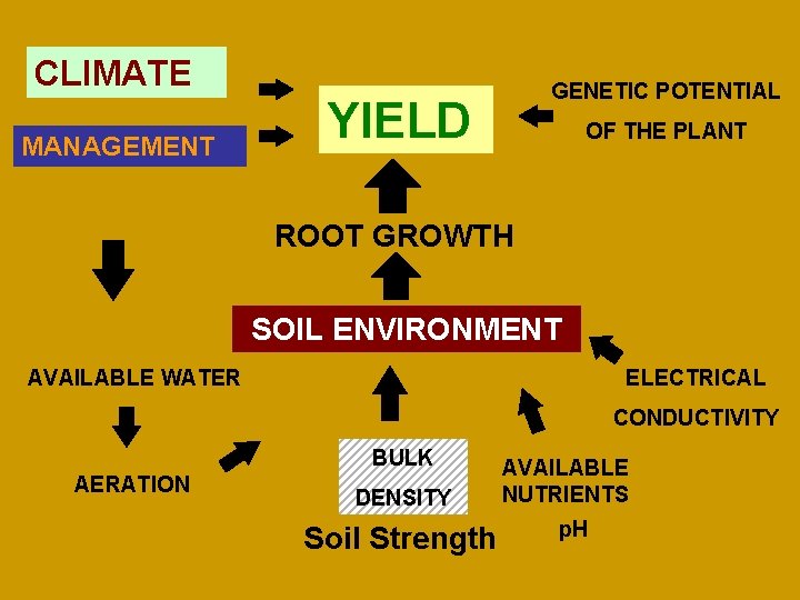 CLIMATE MANAGEMENT GENETIC POTENTIAL YIELD OF THE PLANT ROOT GROWTH SOIL ENVIRONMENT AVAILABLE WATER