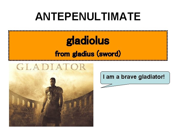 ANTEPENULTIMATE gladiolus from gladius (sword) I am a brave gladiator! 
