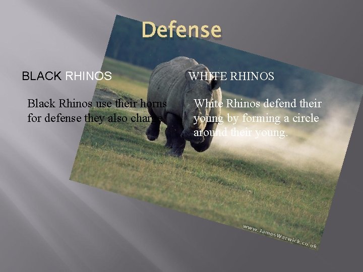 Defense BLACK RHINOS Black Rhinos use their horns for defense they also charge. WHITE